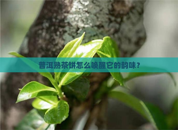 普洱熟茶饼怎么醒茶