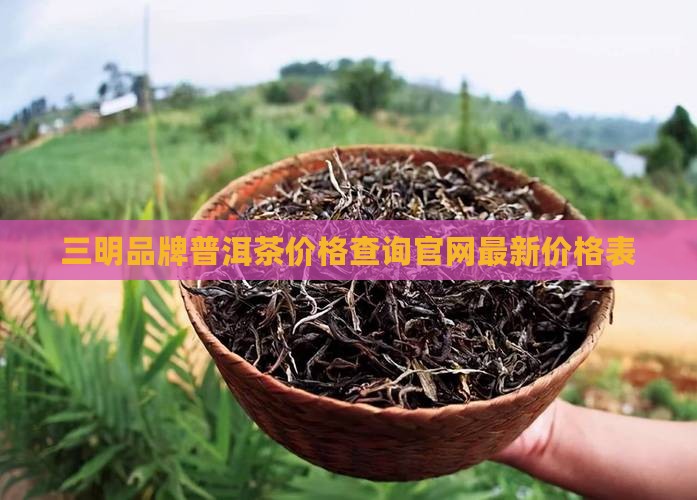 三明品牌普洱茶价格查询