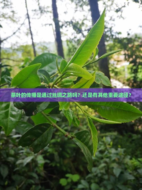 茶叶的传播是通过丝绸之路吗
