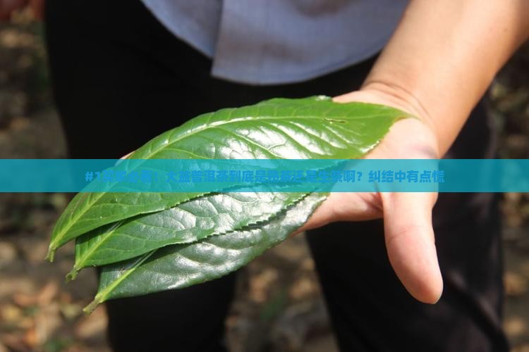 大益普洱茶是熟茶或是生茶