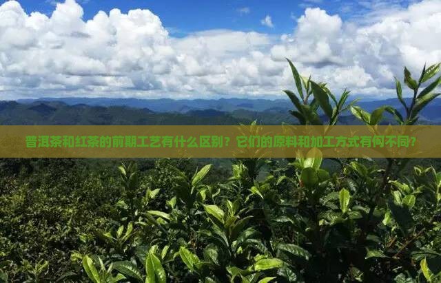 普洱茶和红茶前期的区别