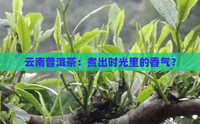 云南普洱茶煮茶叶