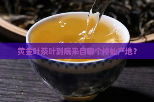 黄金叶茶叶是哪里产的