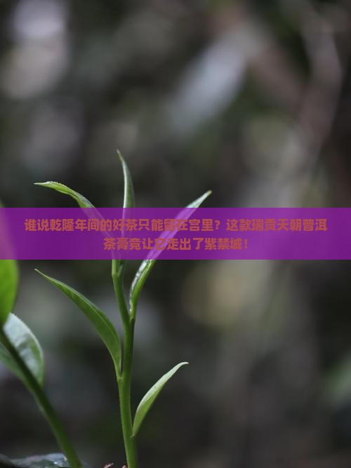 乾隆瑞贡天朝普洱茶膏