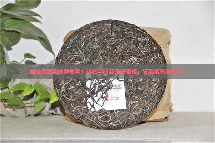 什么是普洱茶的群体种