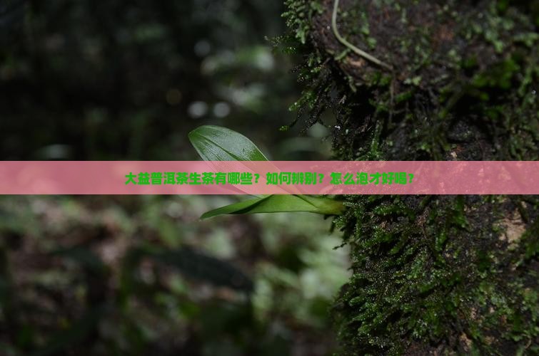 大益普洱茶生茶有哪些 大益普洱茶生茶有哪些