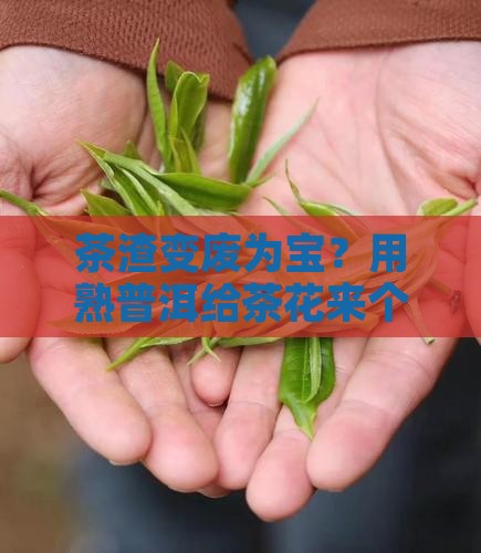 熟普洱茶渣养茶花 熟普洱茶渣养茶花