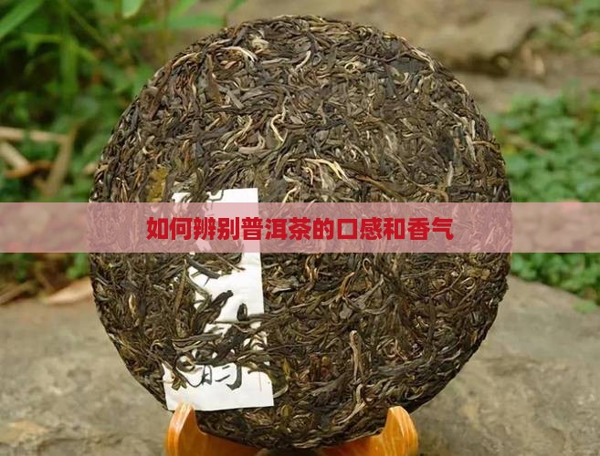 怎么辨别普洱茶的口感和香气