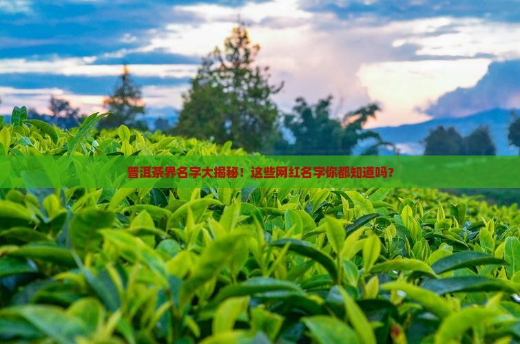 普洱茶名字大全排行榜
