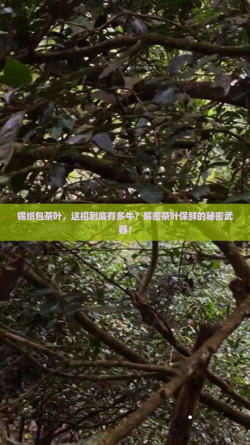 锡纸包茶叶起到什么作用