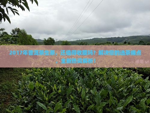 2017年普洱茶生茶