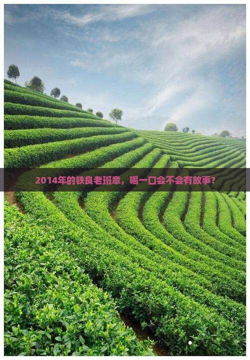 2014年铁良老班章