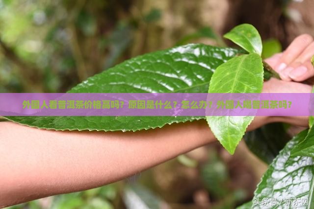 外国人看普洱茶价格高