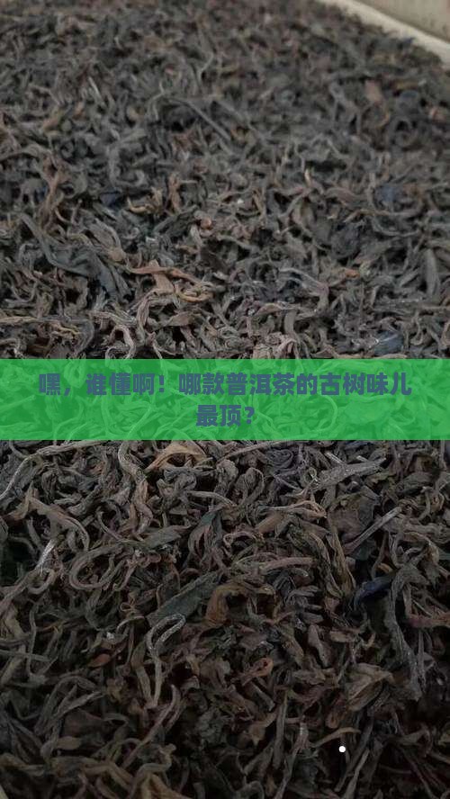 古树味重的普洱茶品牌有哪些