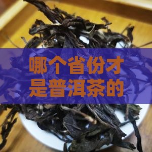购买普洱茶最多的省份是哪里