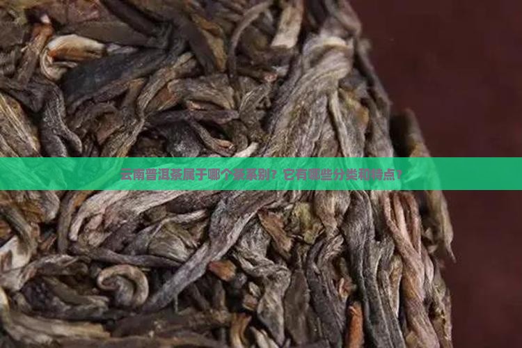云南普洱茶属于啥茶系别