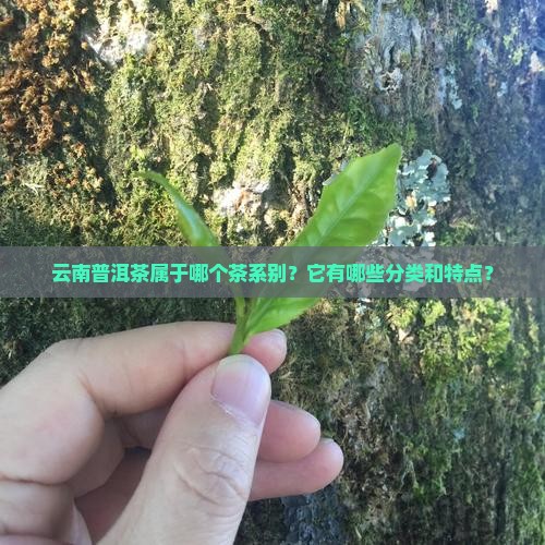 云南普洱茶属于啥茶系别