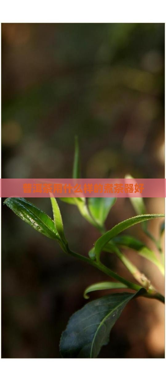 普洱茶用什么样的煮茶器好