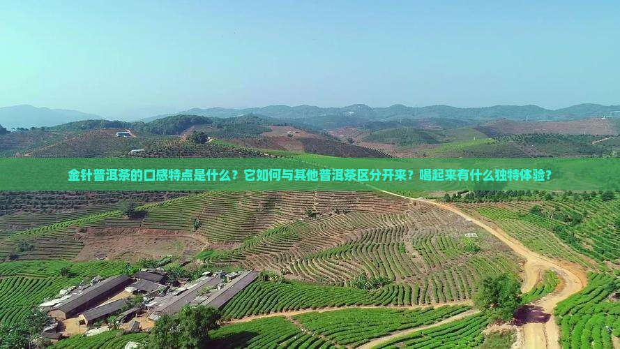 金针普洱茶口感特点