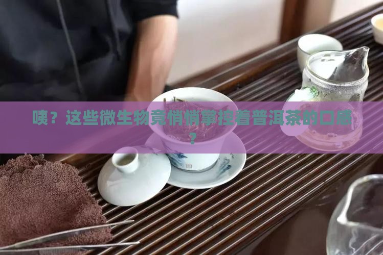 影响普洱茶口感的微生物