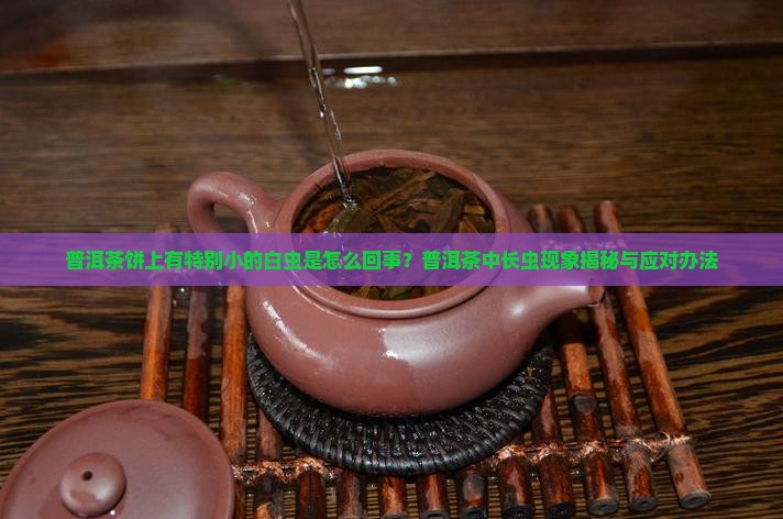 普洱茶饼有特别小的白虫