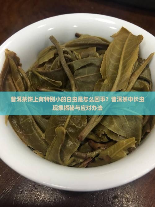 普洱茶饼有特别小的白虫