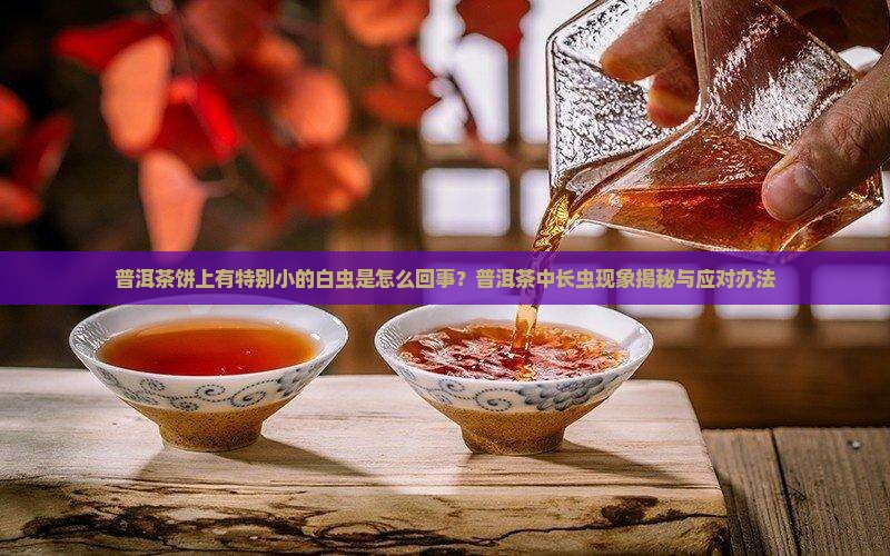 普洱茶饼有特别小的白虫
