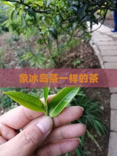 象冰岛茶一样的茶 象冰岛茶一样的茶