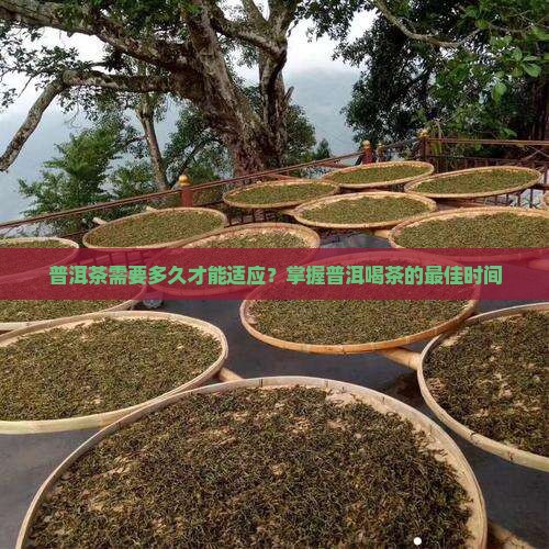普洱茶要多久才能适应