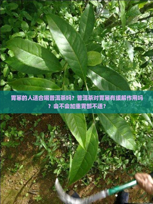 胃寒的人喝普洱茶好不好