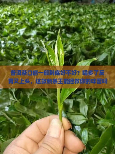 普洱茶口感一般好不好