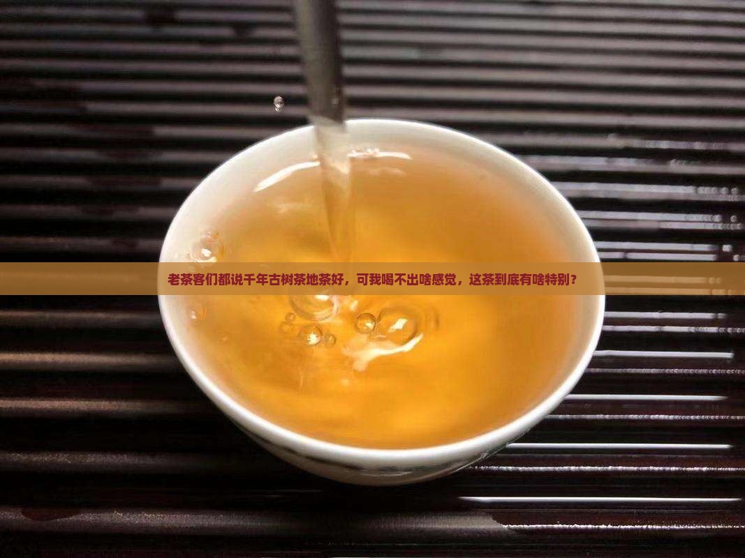 千年古树茶地茶