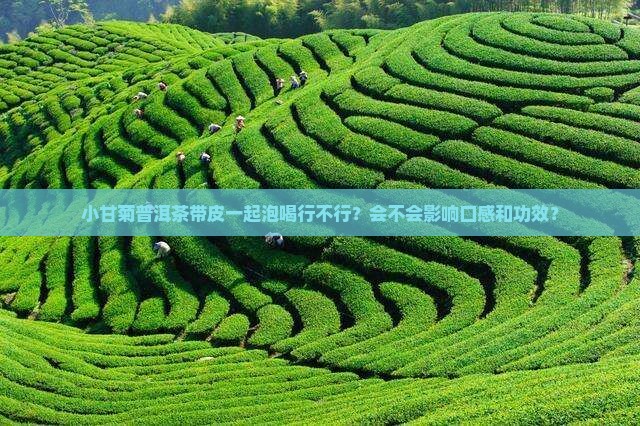 小甘菊普洱茶带皮泡吗
