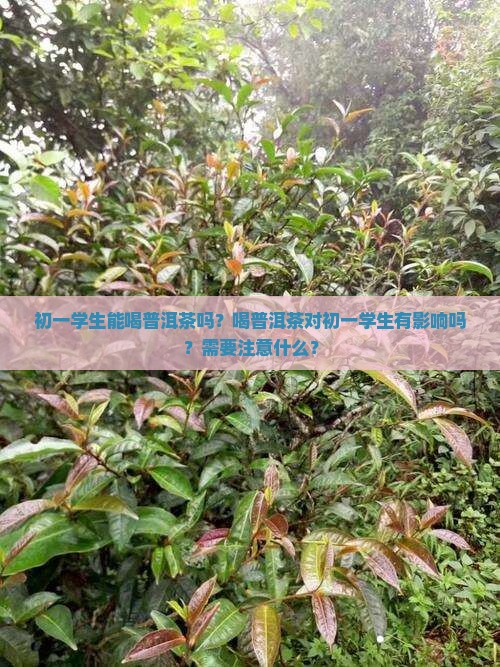 初一学生能喝普洱茶吗 初一学生能喝普洱茶吗
