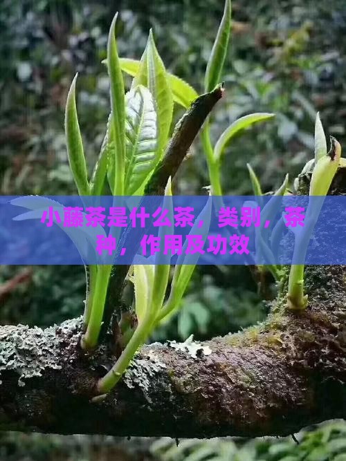 小藤茶是什么茶