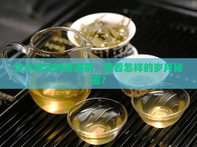 水塘古树普洱茶