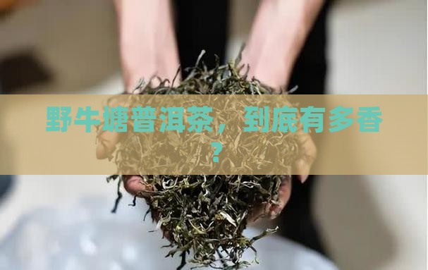 野牛塘普洱茶特点
