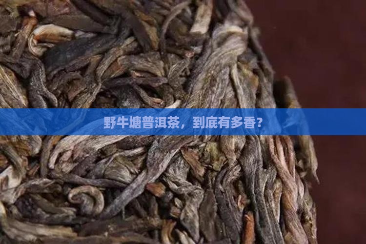 野牛塘普洱茶特点