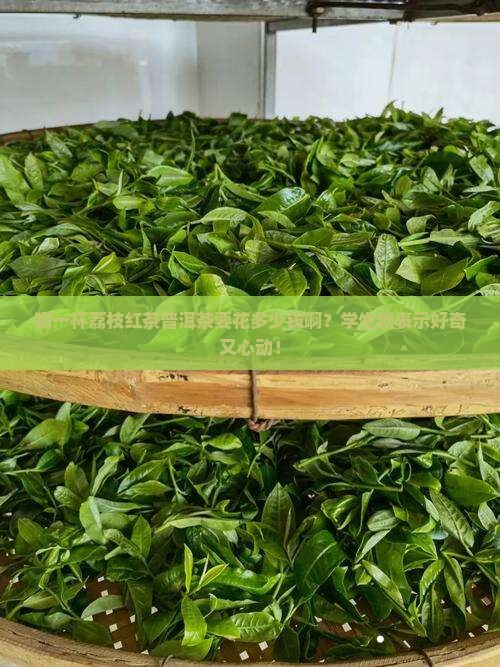 荔枝红茶普洱茶多少钱