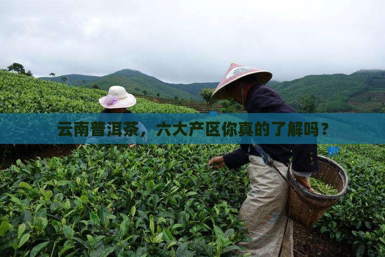 云南普洱茶六大产区是哪些
