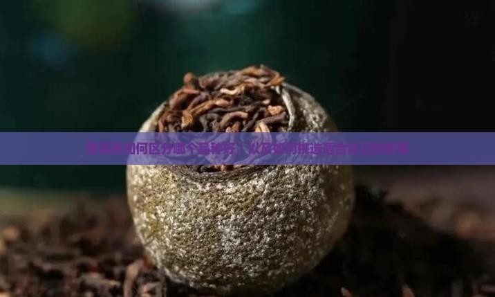 普洱茶如何区分哪个品种好