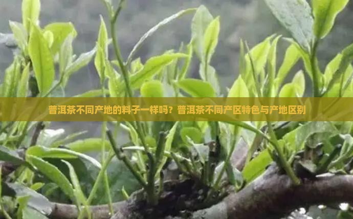 普洱茶不同产地的料