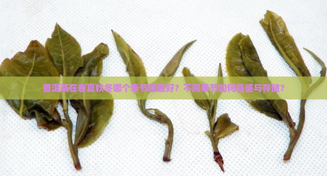 普洱茶春夏秋冬