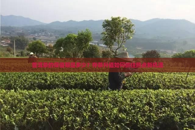 普洱茶的保值期 普洱茶的保值期