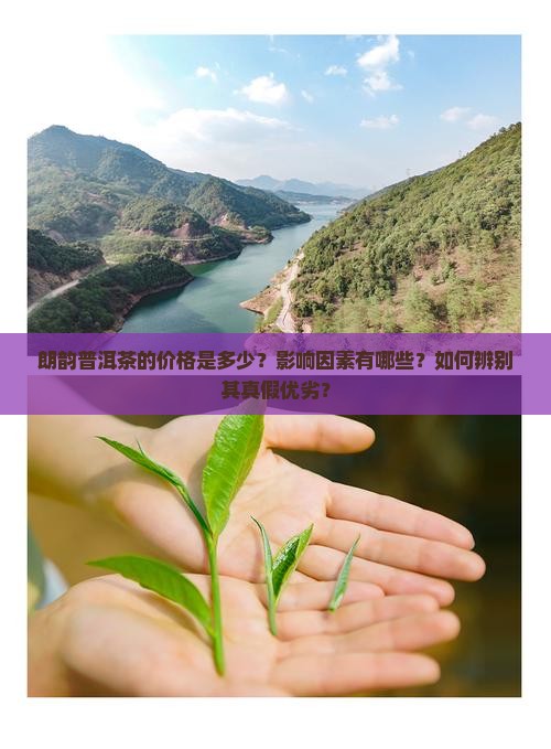 朗韵普洱茶价格