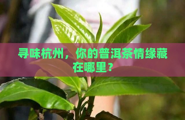 杭州普洱茶专卖