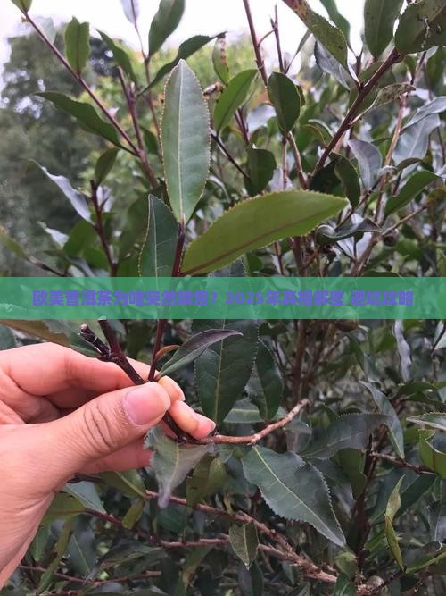 欧美普洱茶禁售时间查询