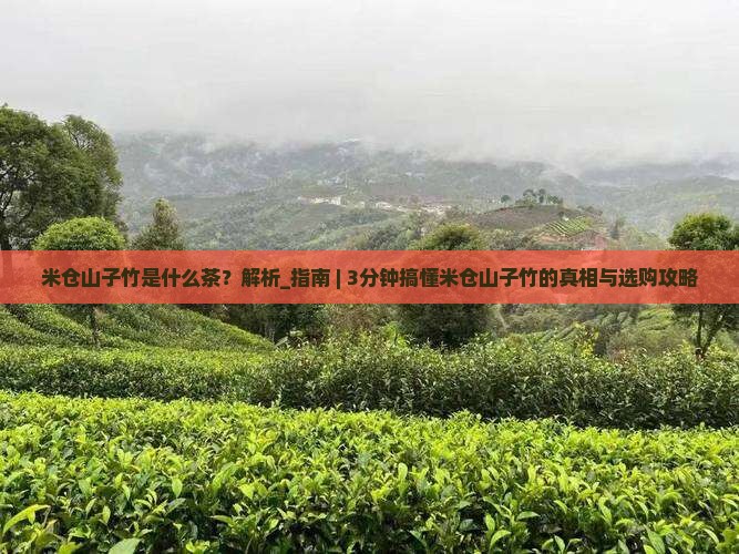 米仓山子竹是什么茶