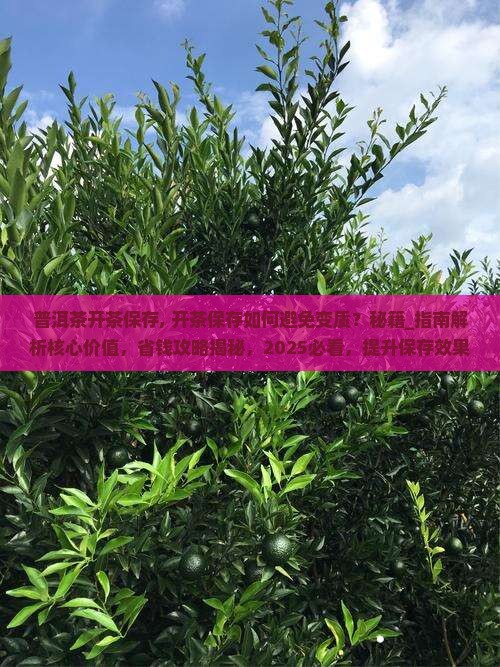 普洱茶开茶保存
