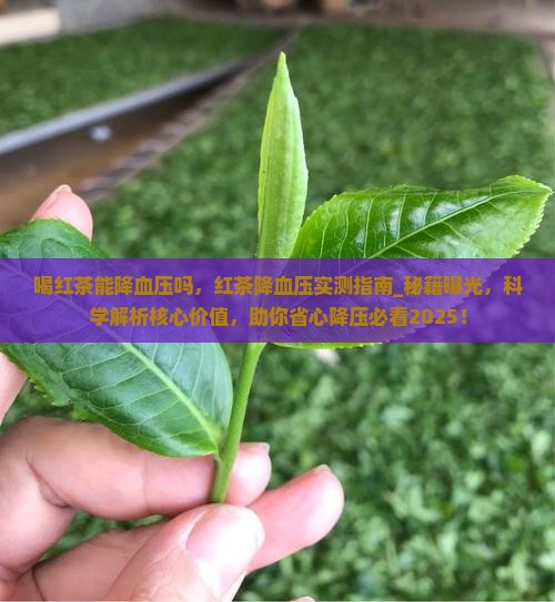 喝红茶能降血压吗